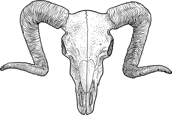 Amazon Com Poster Foundry Rams Skull Horns Artistic Drawing Engraving Stretched Canvas Wall Art 16x24 Inch Posters Prints