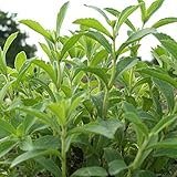 Stevia Seeds (Stevia rebaudiana) 10+ Rare Heirloom