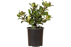 PLANTS BY MAIL Snow White Indian Hawthorn (2.5 Quart) White Blooming Evergreen Shrub - Full Sun Live Outdoor Plant
