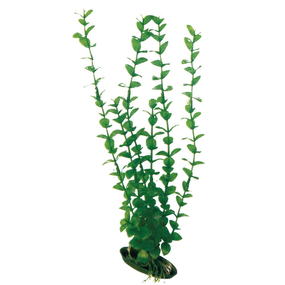 WAVE Rotala Rotundifolia Plant Classic, X-Large