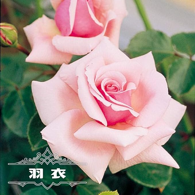 バラ苗 羽衣 大輪cl 国産苗 長尺 8号ポット苗 四季咲き ピンク 鉢 Amazon