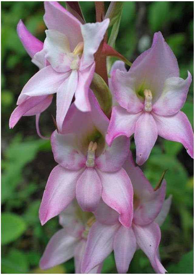 DISA crassicornis - Orchid - 20 Seeds