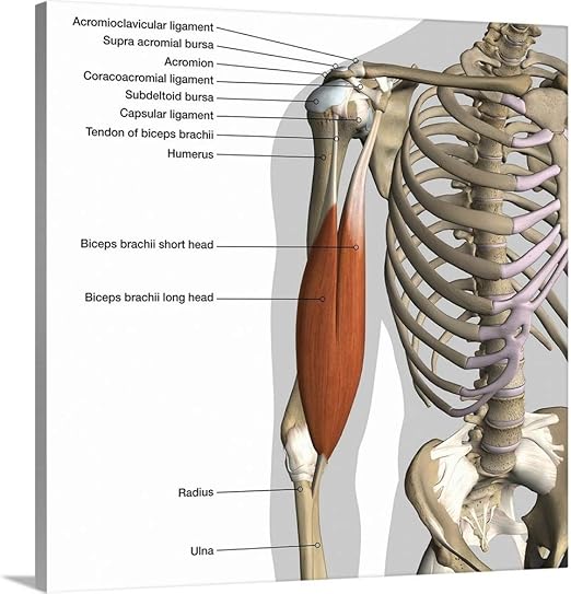 Amazon Com Labeled Anatomy Chart Of Male Biceps Muscle And Shoulder Ligaments White Background Canvas Wall Home Kitchen