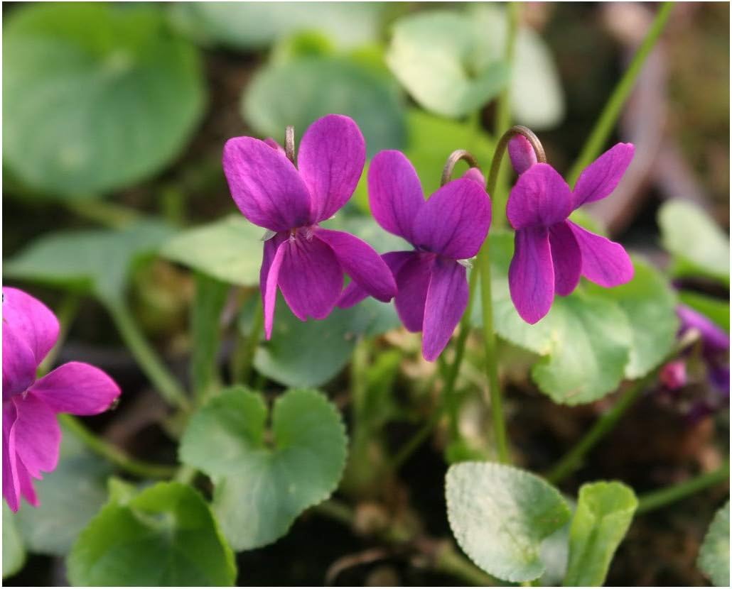 Viola odorata Red Charm Sweet Violet Plant in 9 cm Pot Amazon.co.uk