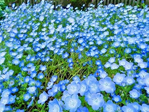 300+Baby Blue Eyes Seeds Fast Growing Native Wildflower Blooms Spring-Summer