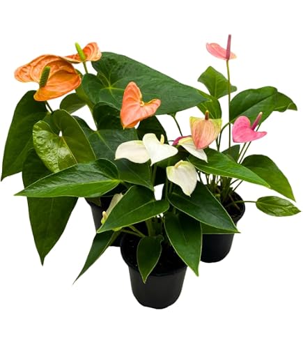 Amazon.com : White Anthurium Plant Live Miniature Blooming Anthurium  Starter Plant in 3 Inch Pot : Patio, Lawn & Garden