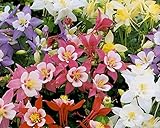 Columbine Seeds - GIANT MIX - Origami - Variety - Shade Perennial - 50+ Seeds