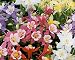 Columbine Seeds - GIANT MIX - Origami - Variety - Shade Perennial - 50+ Seeds