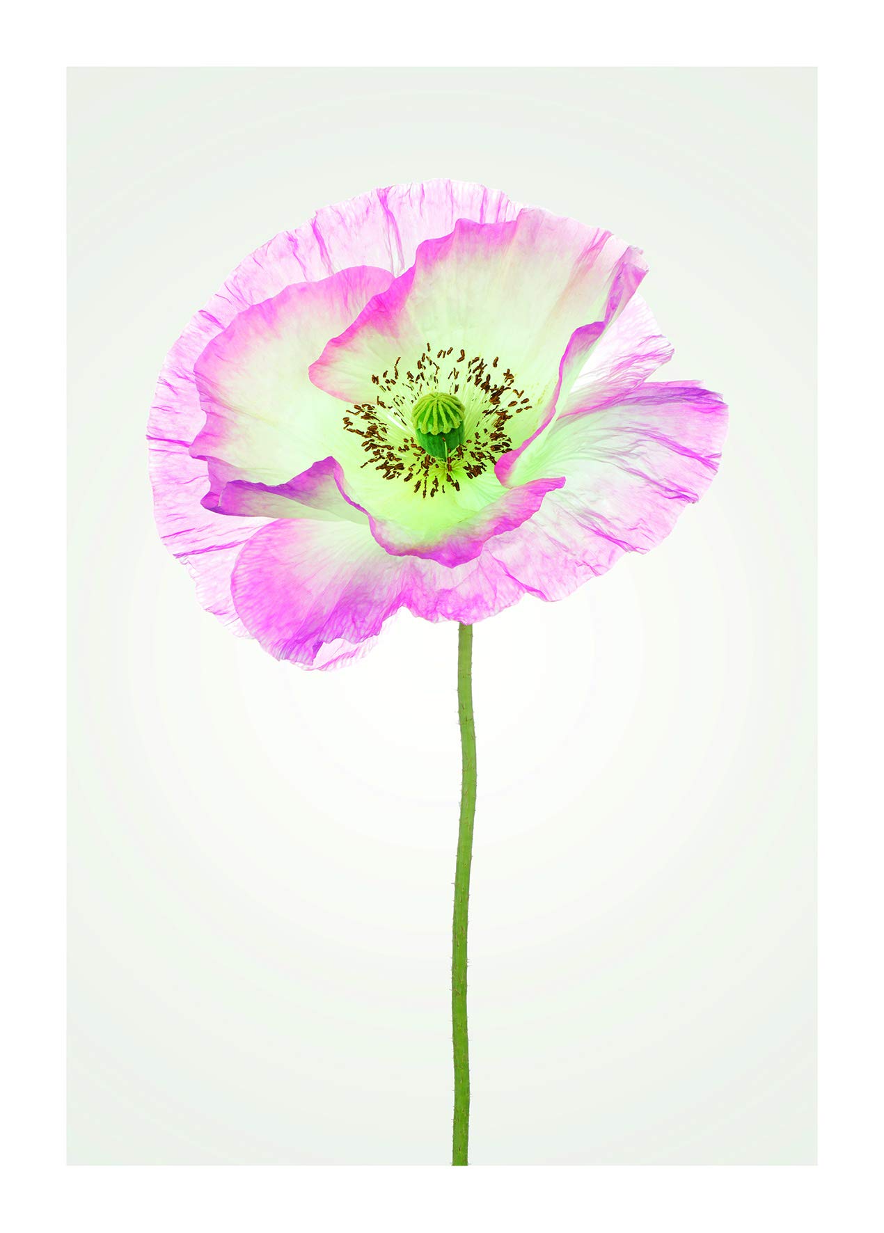 Komar Wall Picture | Poppy | Poster Picture Living Room Bedroom Decoration Art Print | No Frame | P069-50x70 | Size: 50x70 cm (Width x Height)