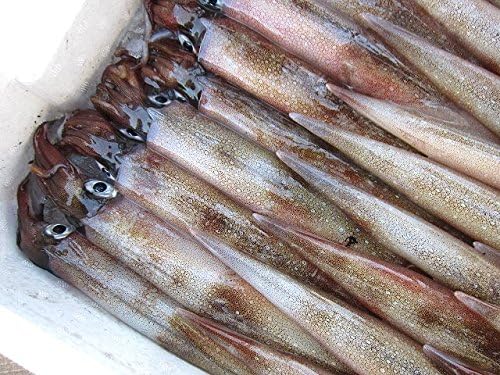 Amazon 子持ち ヤリイカ40尾位で4kg お刺身用 活または活冷凍 Asksanin 鮮魚 通販