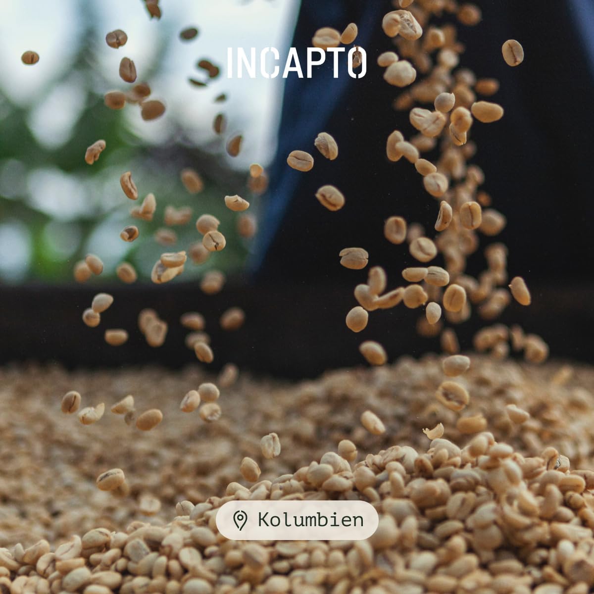 Incapto Spezialitäten-Kaffeebohnen | Single-Origin Kolumbien | Espresso 100% Arabica | Specialty Coffee 84 Punkte SCA | Traditionell Geröstete Bohnenkaffee | Plantage Huila, Cadefihuila, 1kg 6