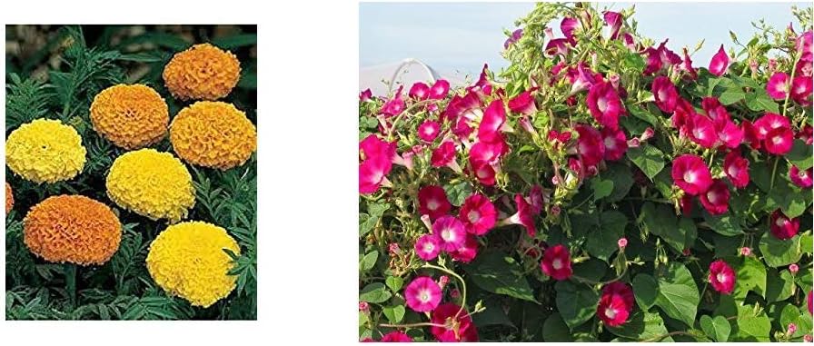 Seeds care Portulaca F2 Hybrid Kariba Extra Double Mix Flower Seeds and Seeds care Morning Glory Red Seeds (Pack of 30+)