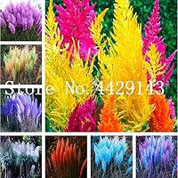 Kasuki 150 pcs Rare Colorful Pampas Grass Cortaderia Seed are Very Beautiful Garden Flower Plants Cortaderia Selloana Decorative - (Color: Mixed)