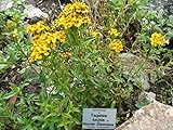 Seeds - Heirloom Mexican Mint Marigold Seeds Texas