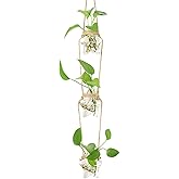 XXXFLOWER Wall Hanging Propagation Station,3 Tiers Star Shaped Glass Flower Vase for Hydroponic Planter Terrarium for Plant Cutting Home Office Living Room Garden Decor