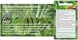 5X Microgramma Lycopodioides Fern Seeds by Seeds & Plants Shop by Ipsa view 4