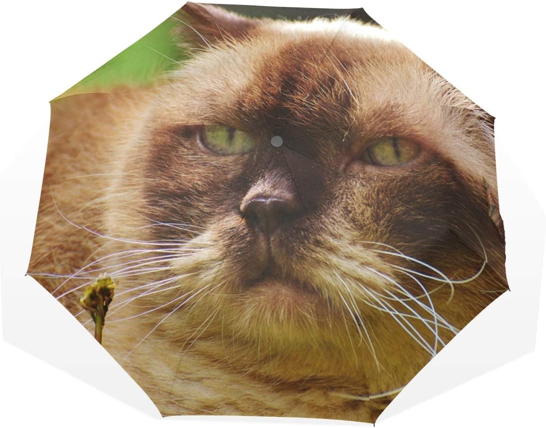 DEZIRO Cat British Mieze Brown three fold Outdoor?Umbrella?auto open Windproof Waterproof