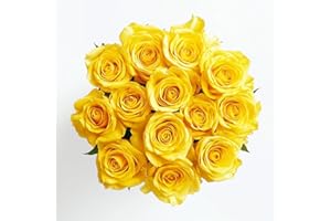 GlobalRose Fresh Cut Yellow Roses - 2 Dozen (24 Roses) Fresh Flowers Bouquet for Birthday, Anniversary or Home Decor - Flowers Delivery Gift