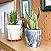 Greenaholics Marble Plant Pots - 5 Inch Cylinder Ceramic Planters for Succulent or Small Snake Plant, with Drainage Hole - Set of 2, Black and White