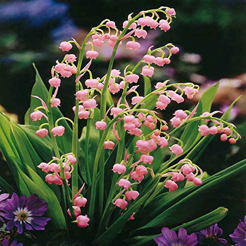 Buy and Grow Pink Lily of the Valley A Perennial Spring Flower