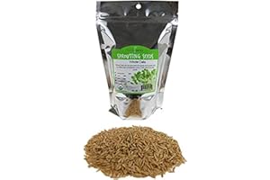 HANDY PANTRY Organic Non-GMO Whole Oat Grain Seeds (With Husk Intact)- 1 Lb Re-Sealable Pouch- Oats Seed Grains, for Sprouting, Oat Grass, Animal Feed, Storage & More