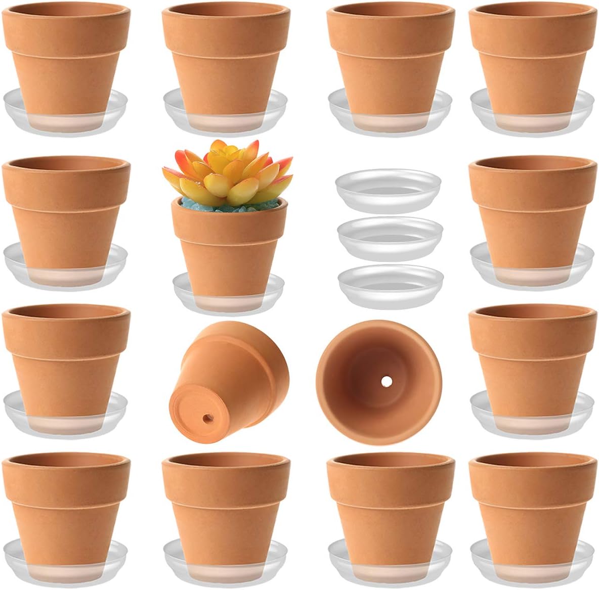 2 Wedding Succulents Wedding Succulent Favors For Sale Bulk Succulents