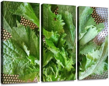 Amazon Co Jp カラシ菜 カラシナ からし菜 辛味 葉物野菜 葉野菜 野菜 生野菜 葉 生 緑黄色野菜 緑色 緑 グリーン 栄養 無農薬ポスター パネル 現代壁の絵 壁掛け 部屋飾り 背景絵画 壁アート 完成品 3枚セット すぐ飾る ホーム キッチン