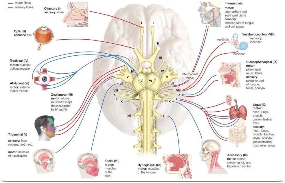 GREATBIGCANVASCranial Nerves. Nervous System Unframed Poster Print