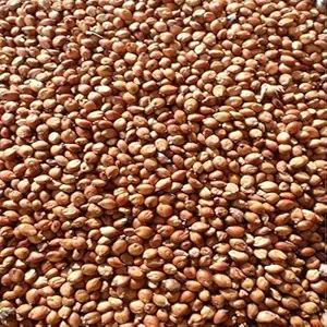 Egyptian Wheat S??D Excellent for Quail Food Plot 1/4 Lbs Sampler Packet