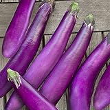 David's Garden Seeds Eggplant Ping Tung Long HM2467U (Purple) 50 Organic Seeds