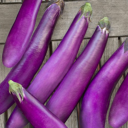 David's Garden Seeds Eggplant Ping Tung Long HM2467U (Purple) 50 Organic Seeds David's Garden Seeds Eggplant Ping Tung Long HM2467U (Purple) 50 Organic Seeds