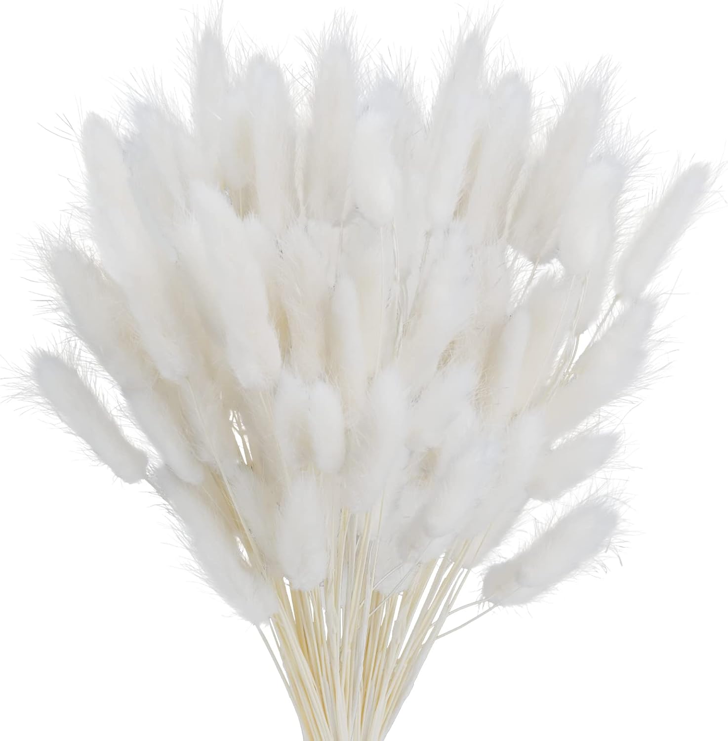 Dried & Preserved Flora - Phliofd 100Pcs Bunny Tails Dried Flowers, Natural Dried Bunny Tails Grass Dried Lagurus Ovatus Rabbit Tail Grass for Flowers Arrangements DIY Craft Wedding Party Home Table Decor (White)