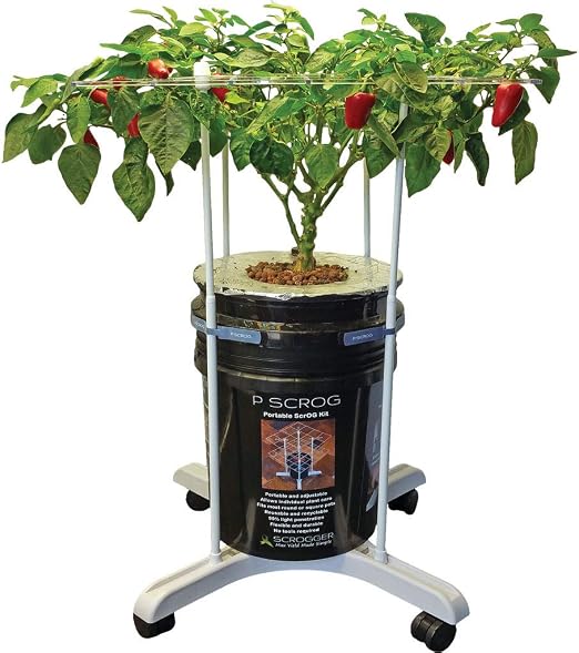 P SCROG sistema de enseñanza primaria Kit (excepcional Valor ...
