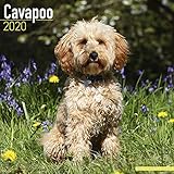 Cavapoo Calendar - Dog Breed Calendars - 2019 - 2020 Wall Calendars - 16 Month Wall Calendar by Avon by