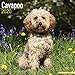 Cavapoo Calendar - Dog Breed Calendars - 2019 - 2020 Wall Calendars - 16 Month Wall Calendar by Avon by