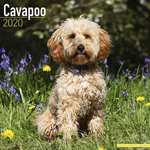 Cavapoo Calendar - Dog Breed Calendars - 2019 - 2020 Wall Calendars - 16 Month Wall Calendar by Avon by 