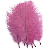 Het Mannetje Van De Struisvogel - De Fijne Pluis Van De Veer Stock Foto - Image of struik
