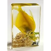 44mm Real Yellow Fish on Sea Bottom in Crystal Clear Lucite Resin Aquatic Scenery Diorama Decor Specimen Preserved Insect Taxidermy Crafts Collection for Biology Science Education Display