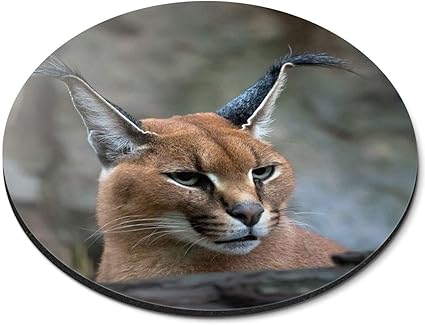 Tapis De Souris Rond Chat Africain Lynx Caracal Cadeau De Bureau Rm3171 Amazon Fr High Tech