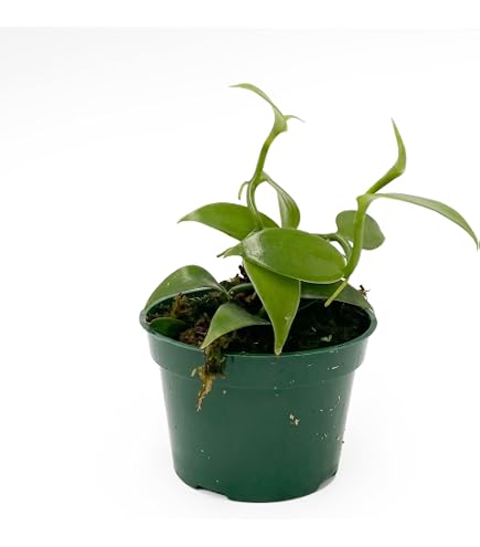 Amazon.com: Vanilla Bean Plant - 3 Live Starter Plants - Vanilla Planifolia  - Exotic Vining Orchid for Home and Tropical Garden : Grocery & Gourmet Food