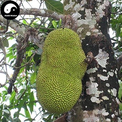 PLAT FIRM KEIM SEEDS: 6pcs: Kaufen Jackbaumsamen Pflanze Ananas Baum fÃƒÂ¼r sÃƒÂ¼ÃƒÅ¸e Frucht Jackfrucht