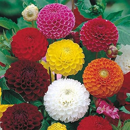 Creative Farmer Flower Seeds : Dahlia Hybrids Balcony Garden - Garden Flower Seeds Pack