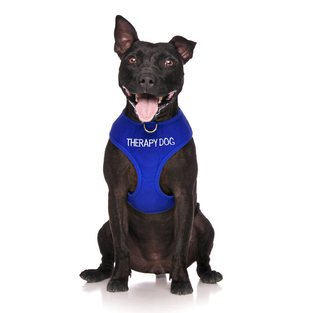 Dexil Limited THERAPY DOG Blue Colour Coded Non-Pull Front and Back D Ring Padded and Waterproof Vest Dog Harness PREVENTS Accidents By Warning Others Of Your Dog In Advance (XS)