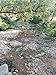 mikesgoldPaydirt 1 lb. Gold Panning Paydirt California Motherlode Black Sands,Flour Gold,Fines,Pickers