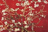 Almond Blossom - Red Poster by Vincent van Gogh 36 x 24in