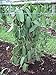 10 Split Extract Grade B Madagascar Bourbon Natural Vanilla Beans 5~6