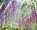 COOBL 3.6 Ft Realistic Romantic Classic Artificial Fake Wisteria Vine Ratta Silk Flowers for Garden Decoration DIY Living Room Hanging Plant Vine Home Party Wedding Simulation Decor 12 Pcs (Purple)
