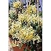 Scentsation Honeysuckle - Proven Winner - Lonicera - Very Fragrant - 4