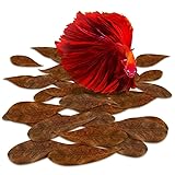 SunGrow 50 Pcs Mini Catappa Indian Almond Leaves