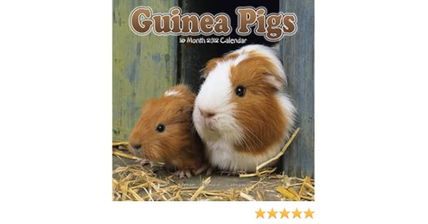 Guinea Pigs 2012 Wall Calendar 11117 12 Avonside - 